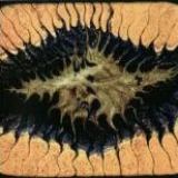 CORAM LETHE - A Splendid Chaos (Cd) CORAM LETHE - A Splendid Chaos (Cd)