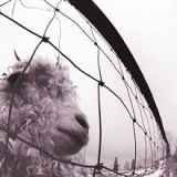 PEARL JAM - Vs (12 PEARL JAM - Vs (12